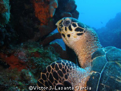 nice turtle at paradise reef in st. kitts at caribbean ex... by Victor J. Lasanta Garcia 